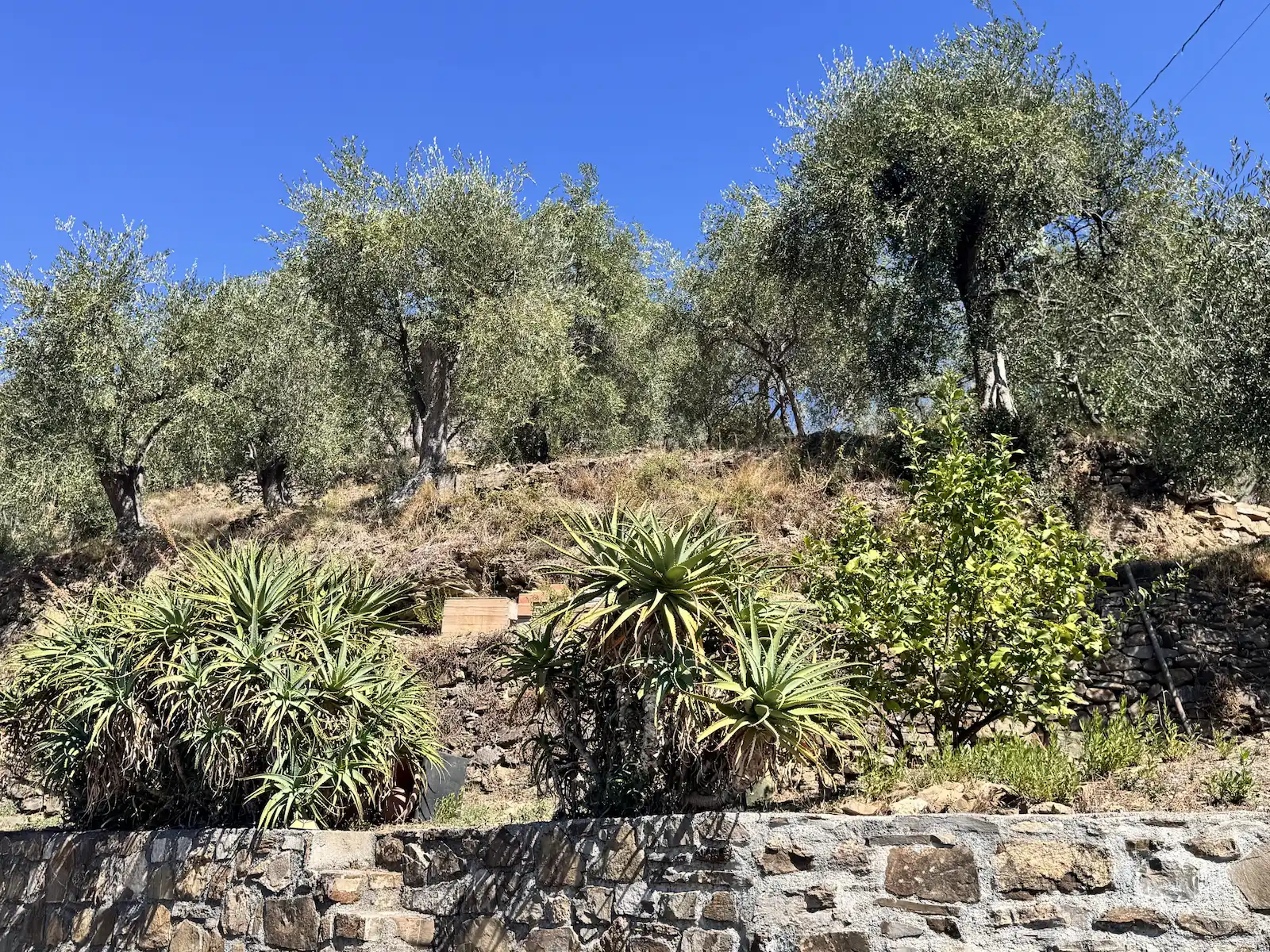 Spacious villa with olive grove